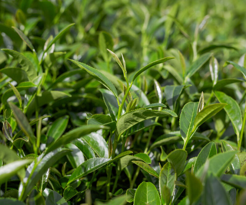 You are currently viewing 12 Benefits and Uses for Tea Tree Oil