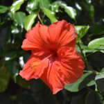 11 Hibiscus Benefits for Skin: Natural Anti-Inflammatory and Glow Booster