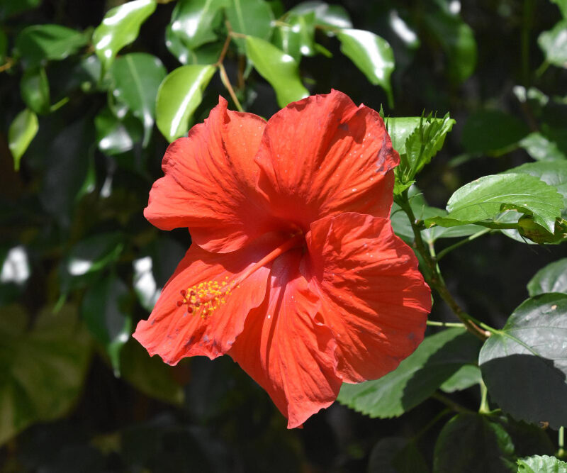 11 Hibiscus Benefits for Skin: Natural Anti-Inflammatory and Glow Booster