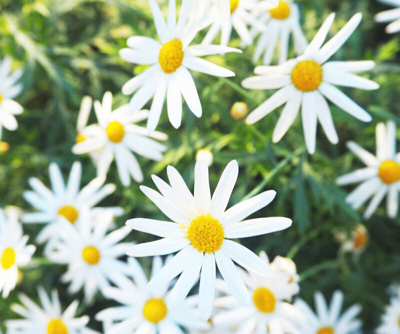 You are currently viewing 9 Chamomile Benefits for Redness, Sensitive, and Irritated Skin