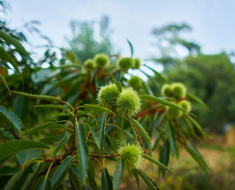 You are currently viewing 10 Best Castor Oil Benefits
