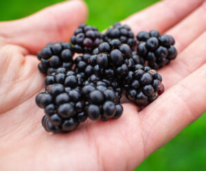 Read more about the article 6 Amazing Health Benefits of Blackberries for Your Skin