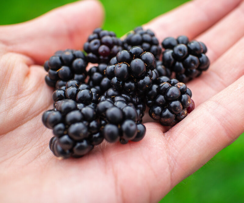 You are currently viewing 6 Amazing Health Benefits of Blackberries for Your Skin