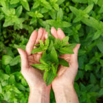 9 Ways to Use Mint Leaves For Your Skin