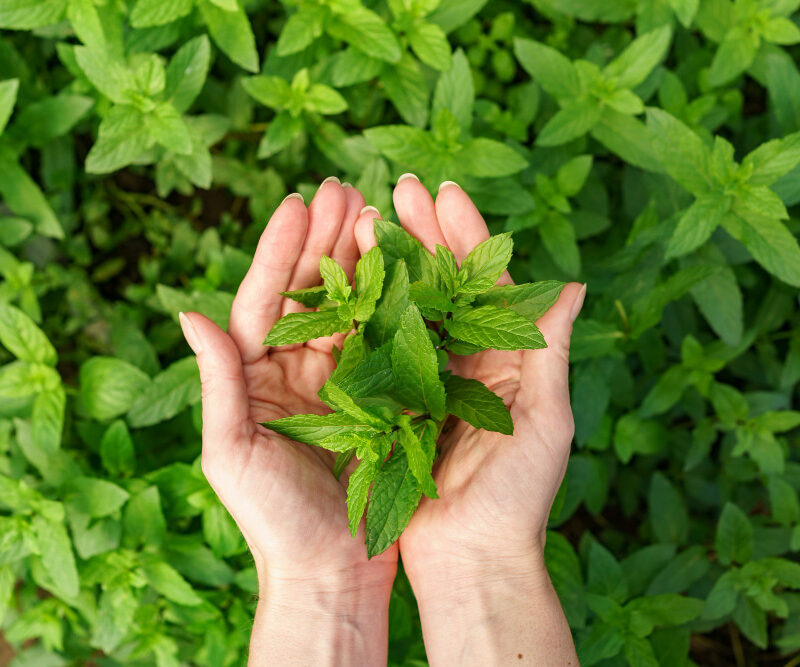 9 Ways to Use Mint Leaves For Your Skin